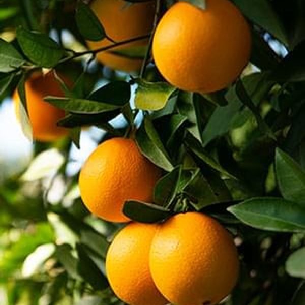 Vitamin C (Ascorbic Acid) 500 mg in the Boostaro supplement formula